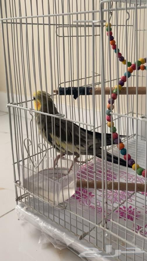 زوج كروان كوكتيل للبيع64557823830529112