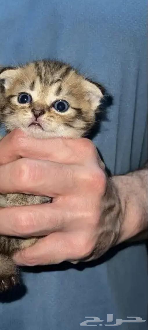 قطط للبيع64560698503938110