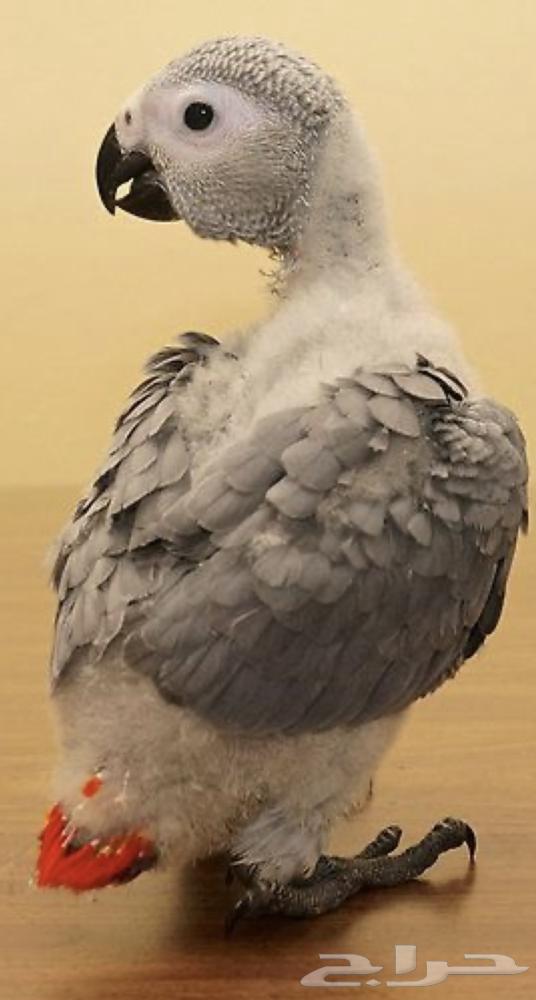 (مطلوب) فرخ كاسكو مجنون غر مكه64553708646914110