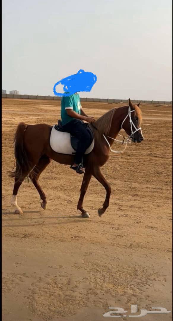 تاجير خيول ( رحلات خيول للبحر ) ابحر الشمالية64557250807683112