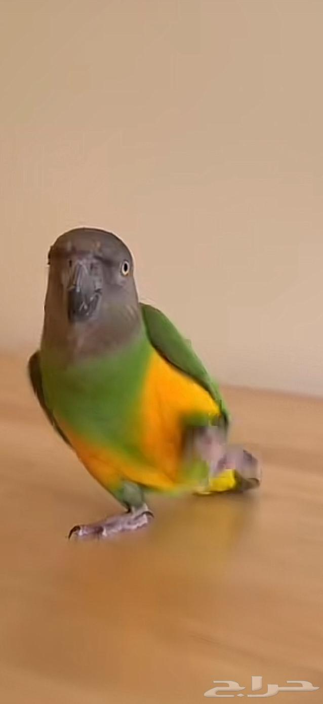 بغبغا سنغالي للبيع64555985313921111