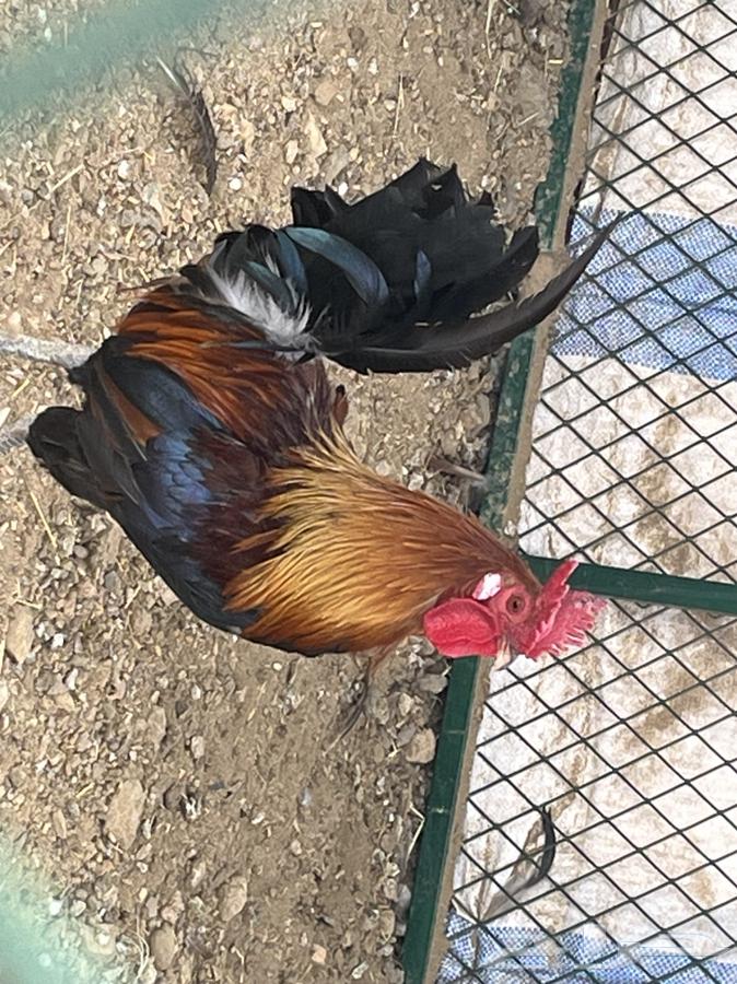 ديك عربي اصيل64558294217987111