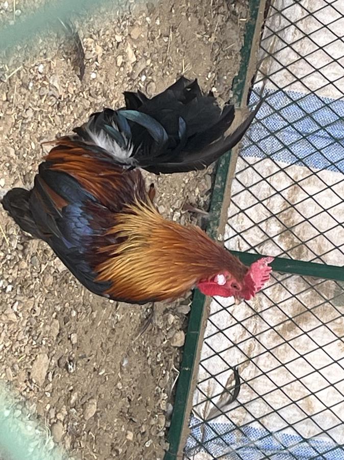 ديك عربي اصيل64558294217987110