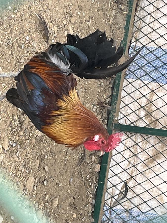 ديك عربي اصيل64558294217987112