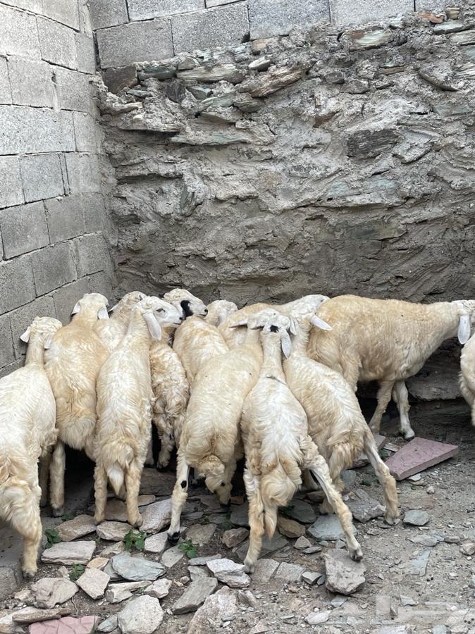 طليان للبيع64559084928513111