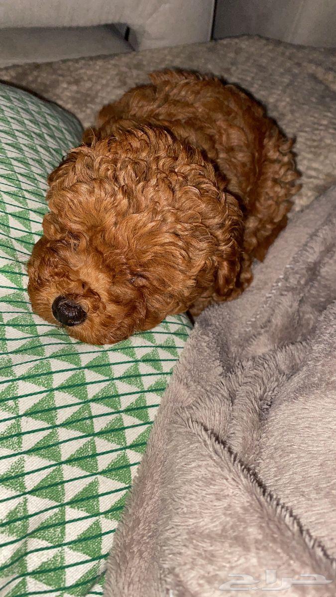 ايناث ذكور بيور بودل64558878238723113