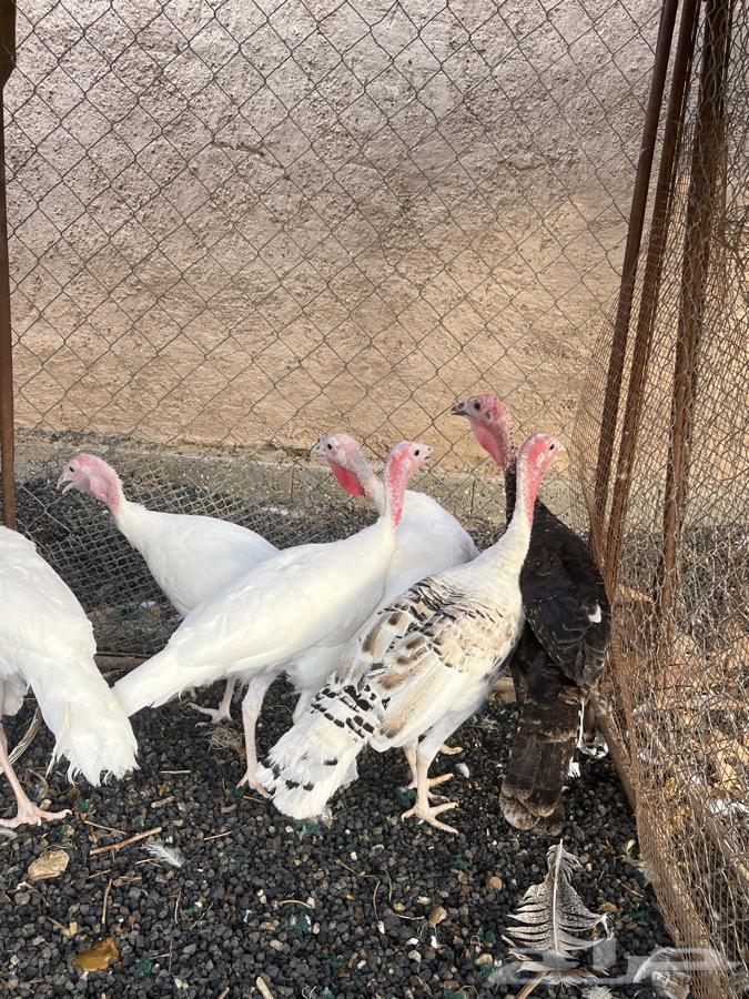 Romi64558780795267112