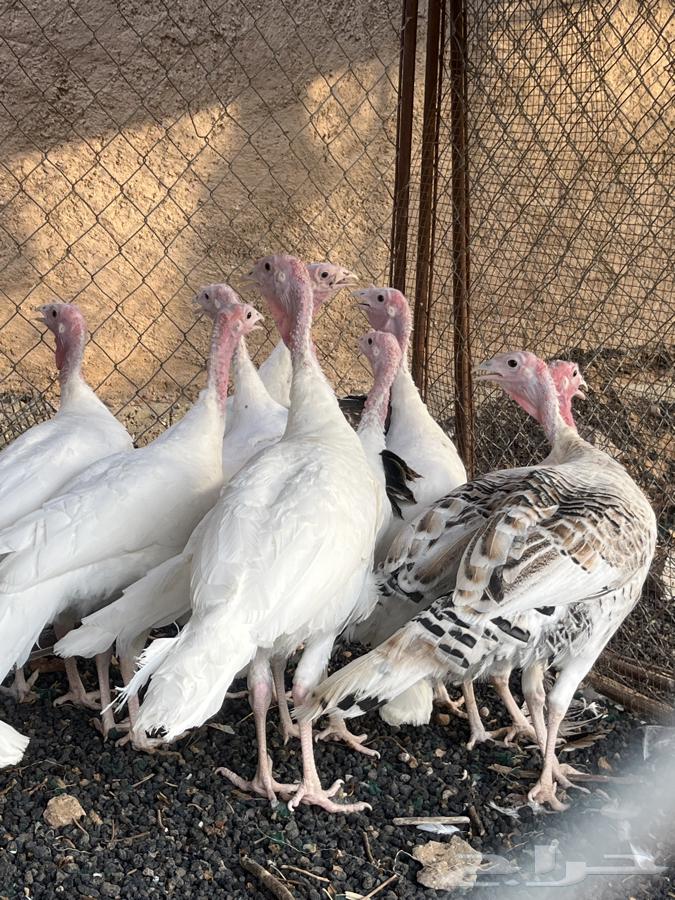 Romi64558780795267110