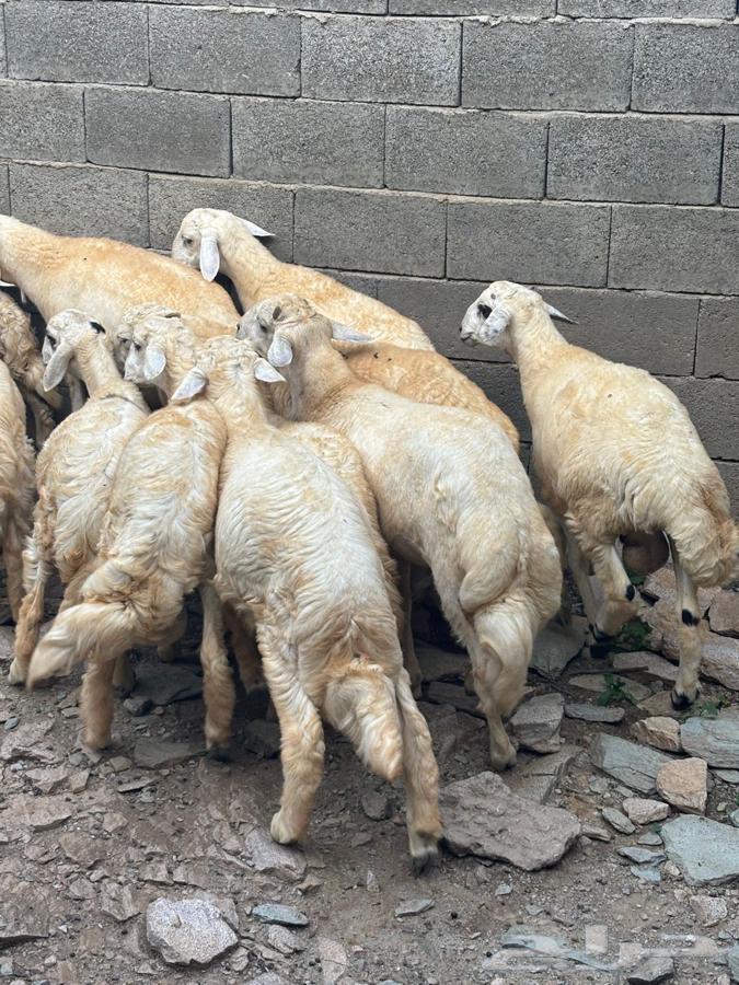 طليان للبيع64559084928513114