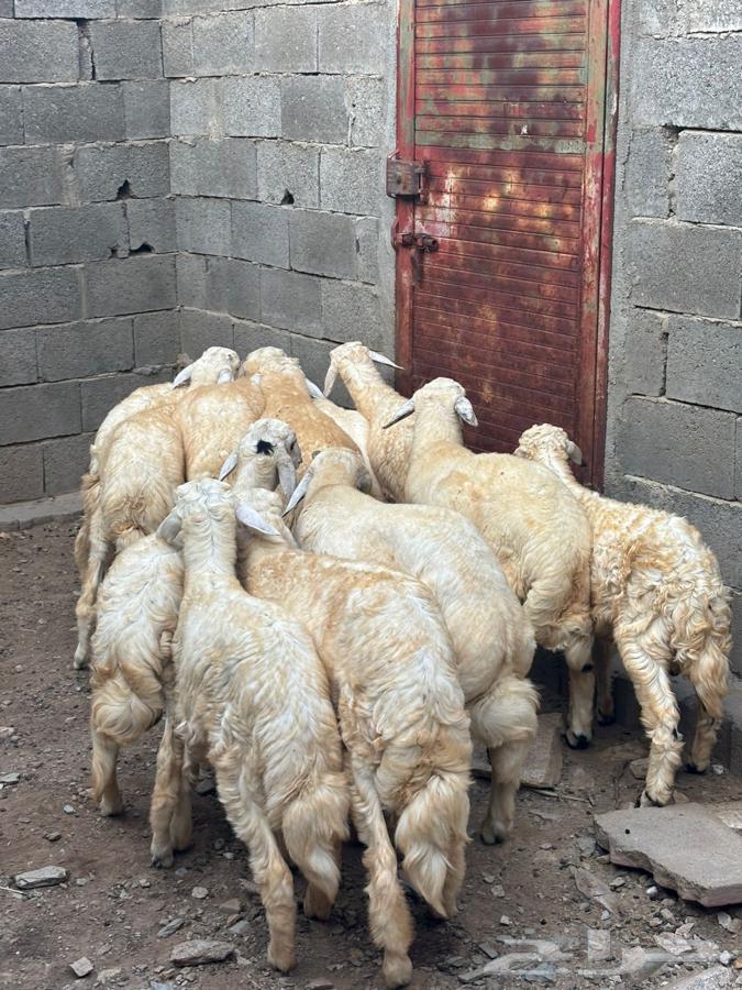 طليان للبيع64559084928513113