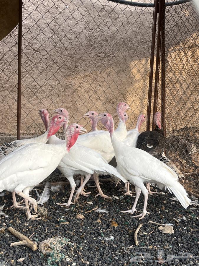 Romi64558780795267111