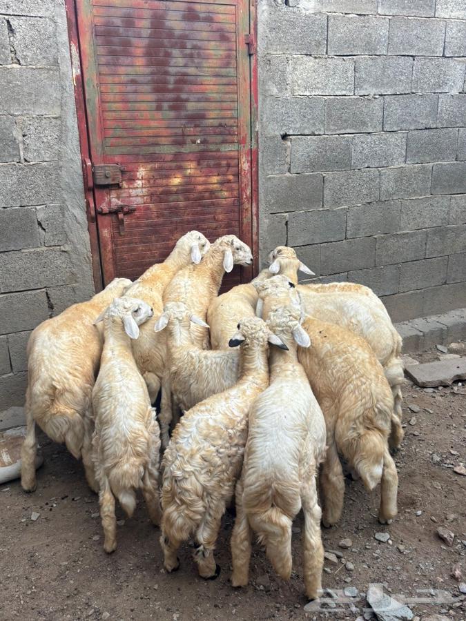 طليان للبيع64559084928513112