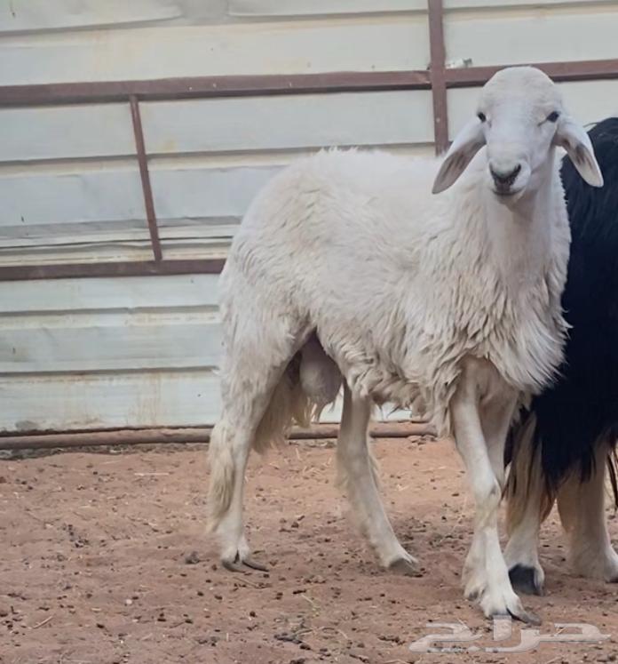 Stallion with Conditional Freedom64559561926274110