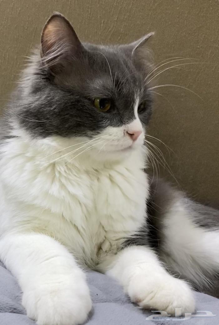 قط بيت اليف ولعب للبيع64556916924931110