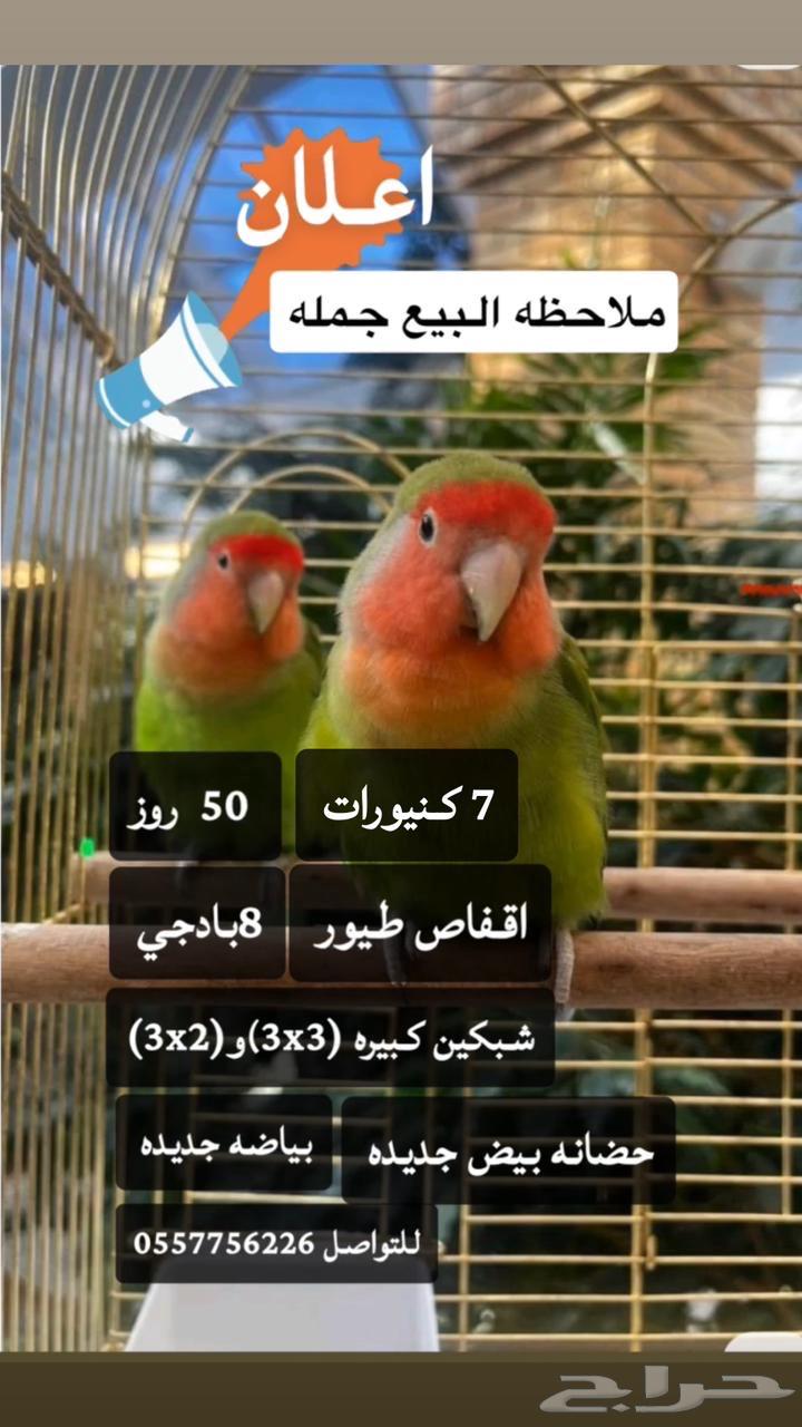 مطير روز و كنيور للبيع64561235845249110