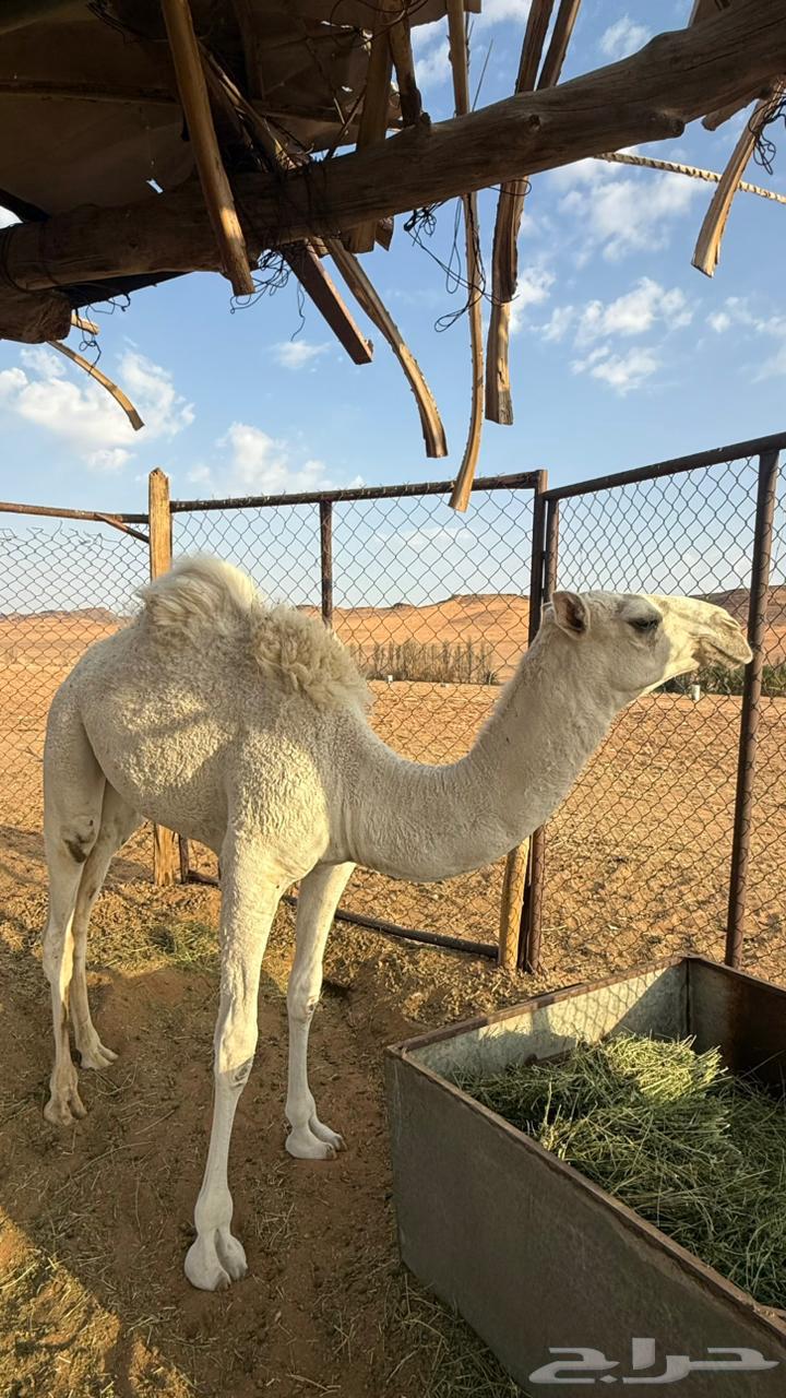 للبيع ناقه وبكار64556285516417111