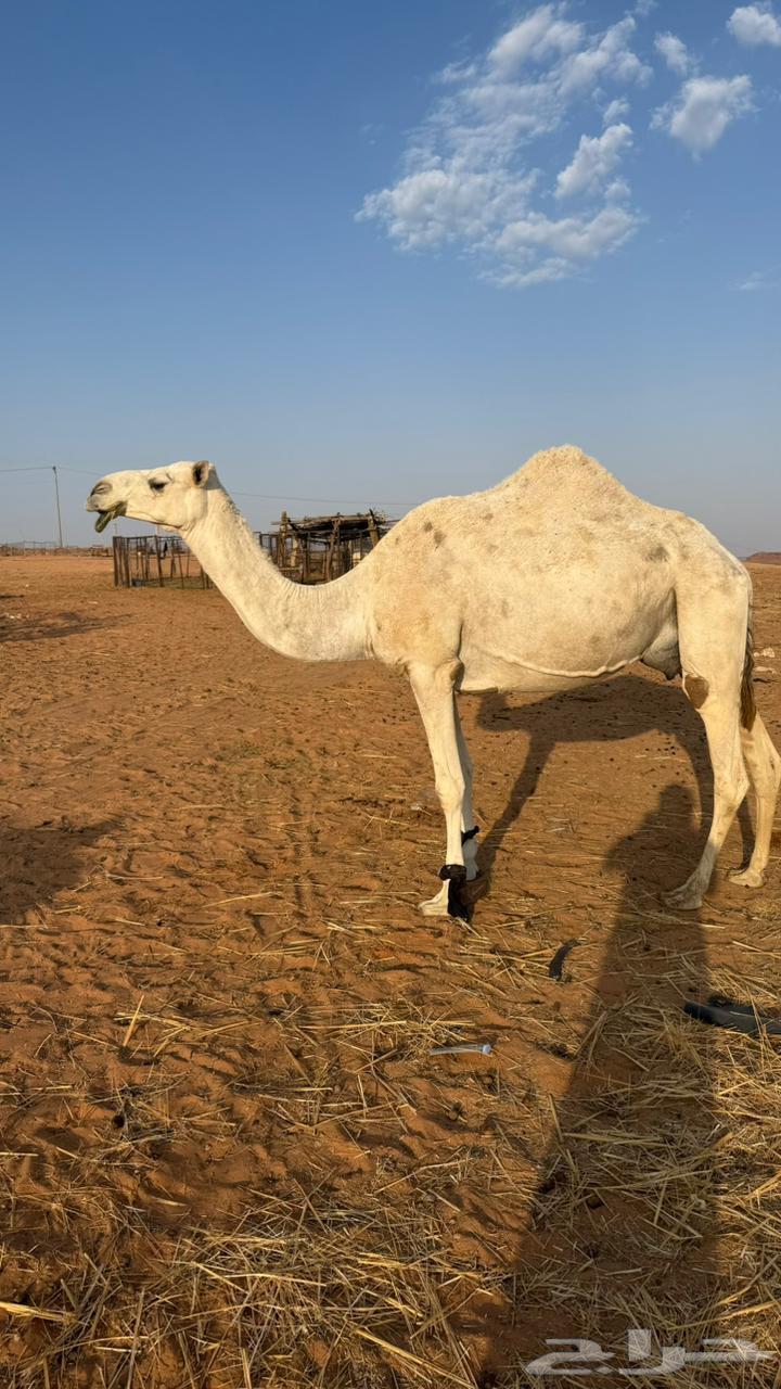 للبيع ناقه وبكار64556285516417110