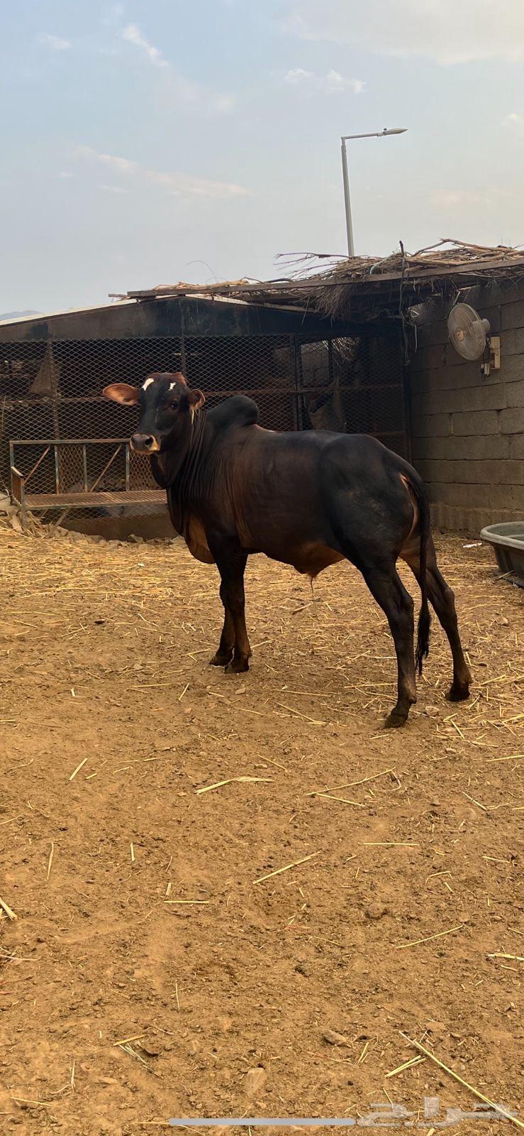 حسيل بلدي للبيع64558321969282111