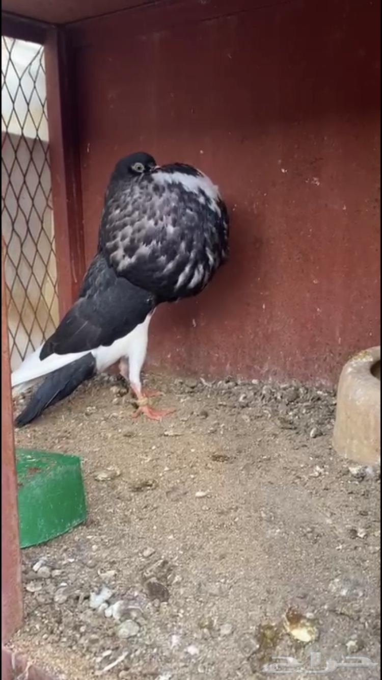 ( تم البيع ) للبيع انثى نفاخ نرويجي ابو هلال64557740719618111