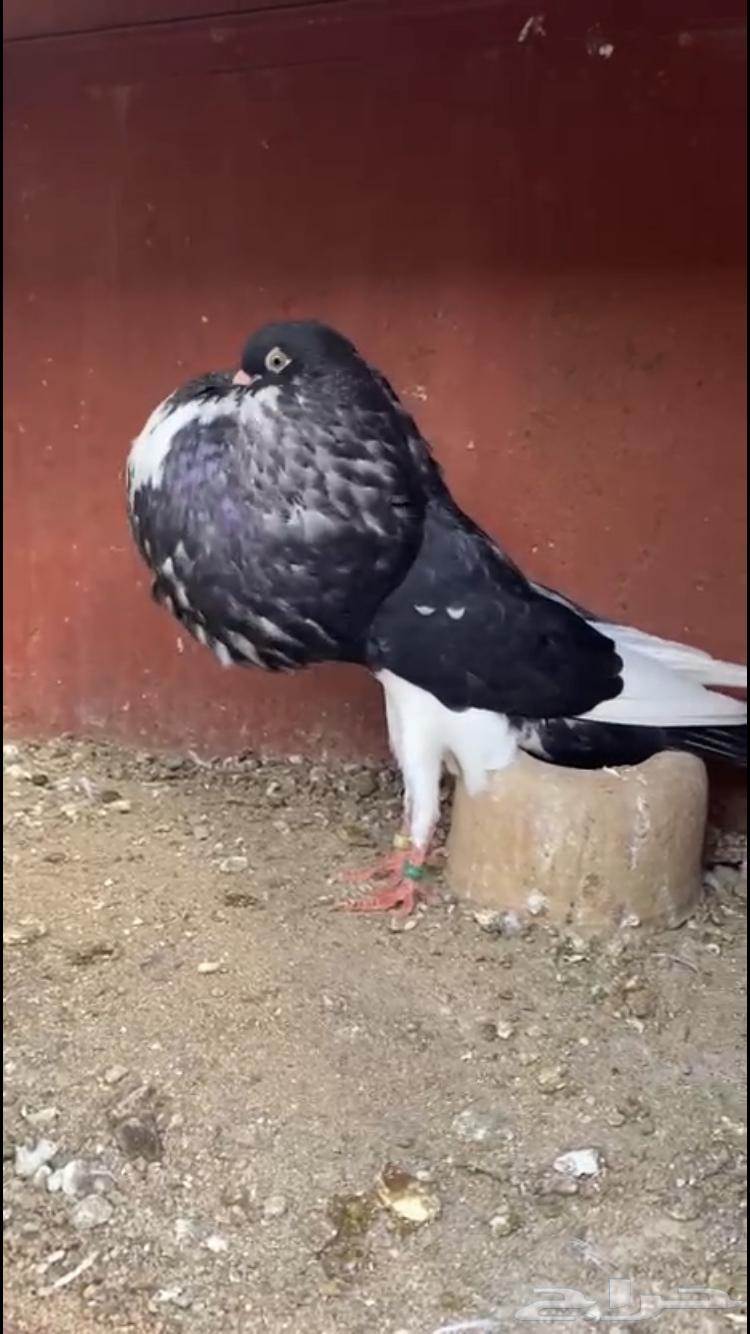 ( تم البيع ) للبيع انثى نفاخ نرويجي ابو هلال64557740719618113