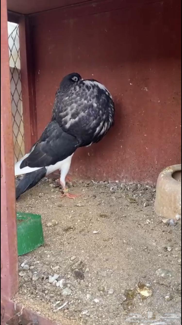 ( تم البيع ) للبيع انثى نفاخ نرويجي ابو هلال64557740719618112