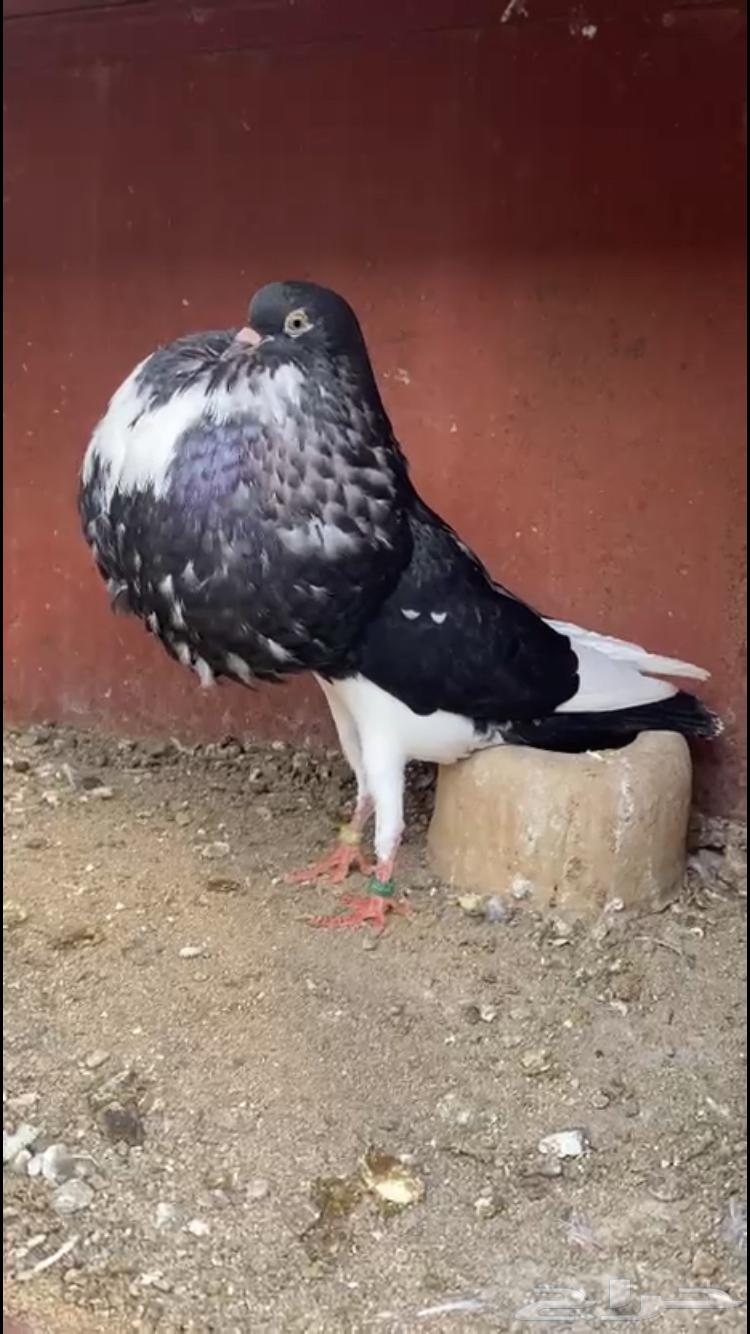 ( تم البيع ) للبيع انثى نفاخ نرويجي ابو هلال64557740719618110