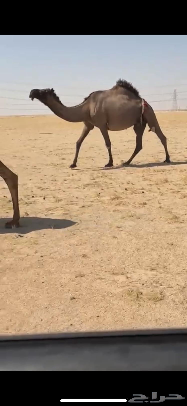 صفرا لقحه شبب64556931177218110