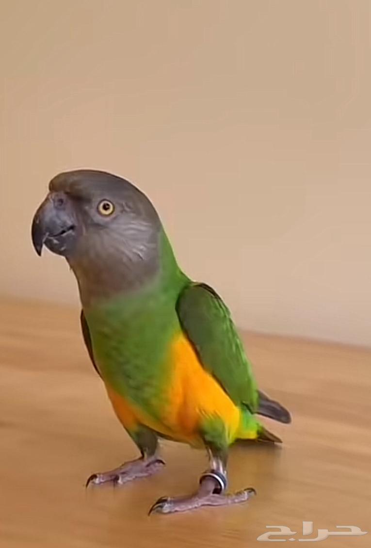 بغبغا سنغالي للبيع64555985313921110