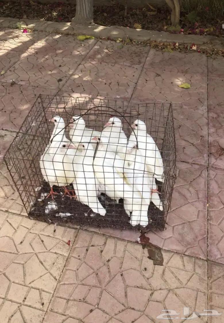 زغاليل حمام فرنسي جامبو64558752753667111