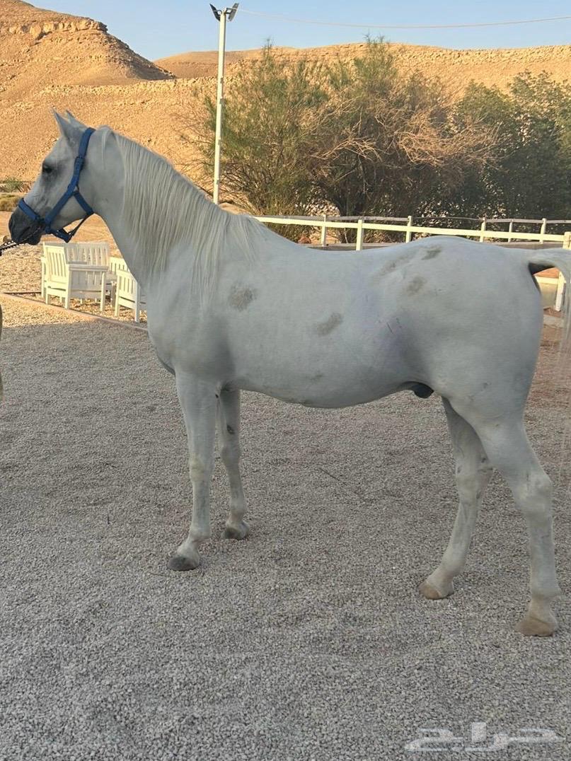 حصان عربي للبيع64557713010434110