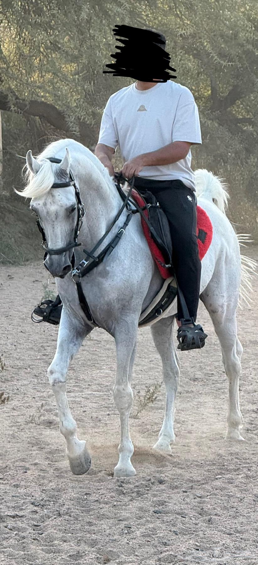 حصان للبيع64553623584003111