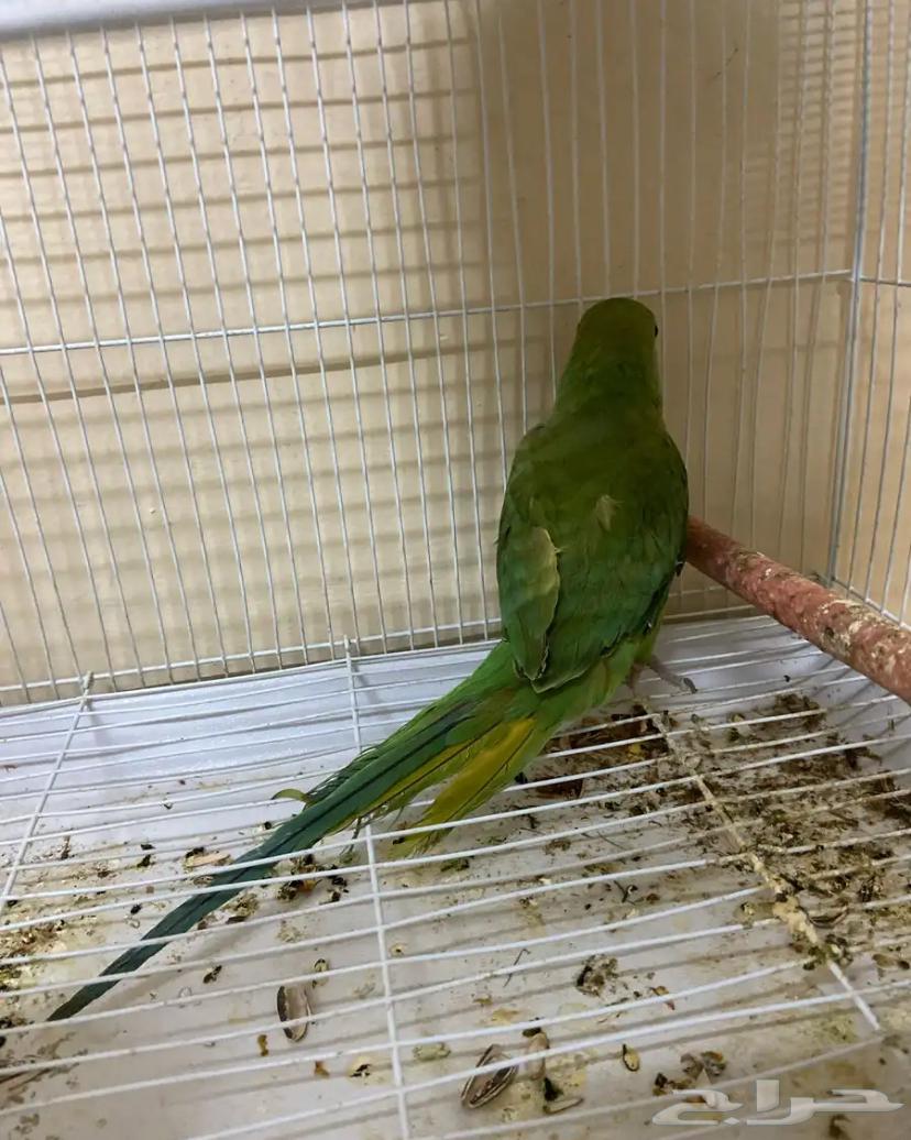 Dorra, 6-month-old male parrot, price 300, healthy and well cared for64562235414657110