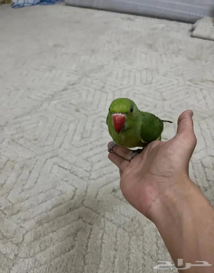 Dorra, 6-month-old male parrot, price 300, healthy and well cared for64562235414657112