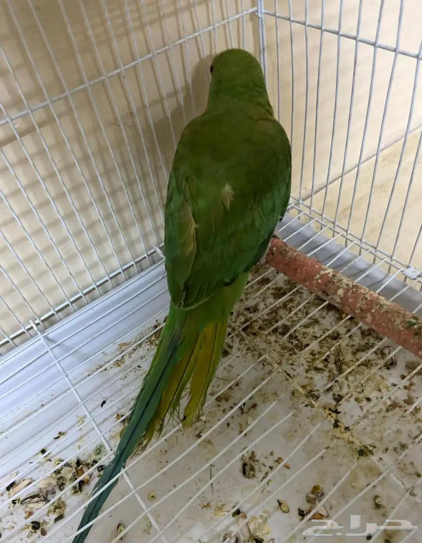Dorra, 6-month-old male parrot, price 300, healthy and well cared for64562235414657111