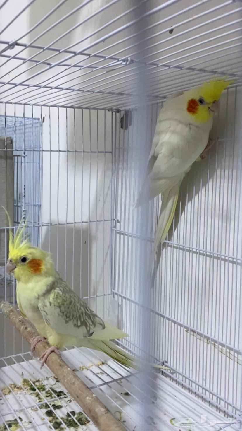 Crown Nut64559126658946112