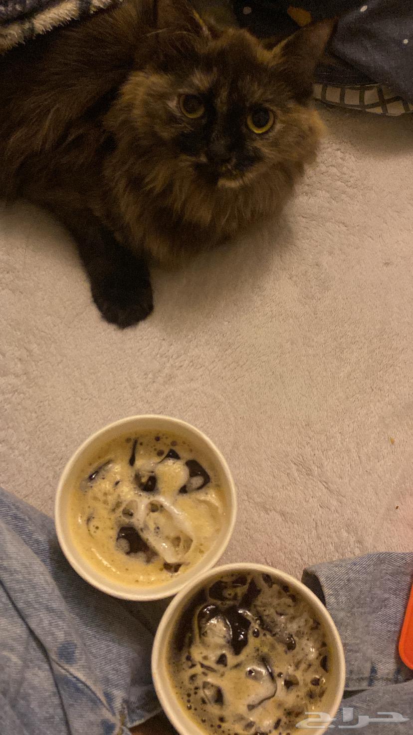 قط شيرازي للبيع64559687755139111