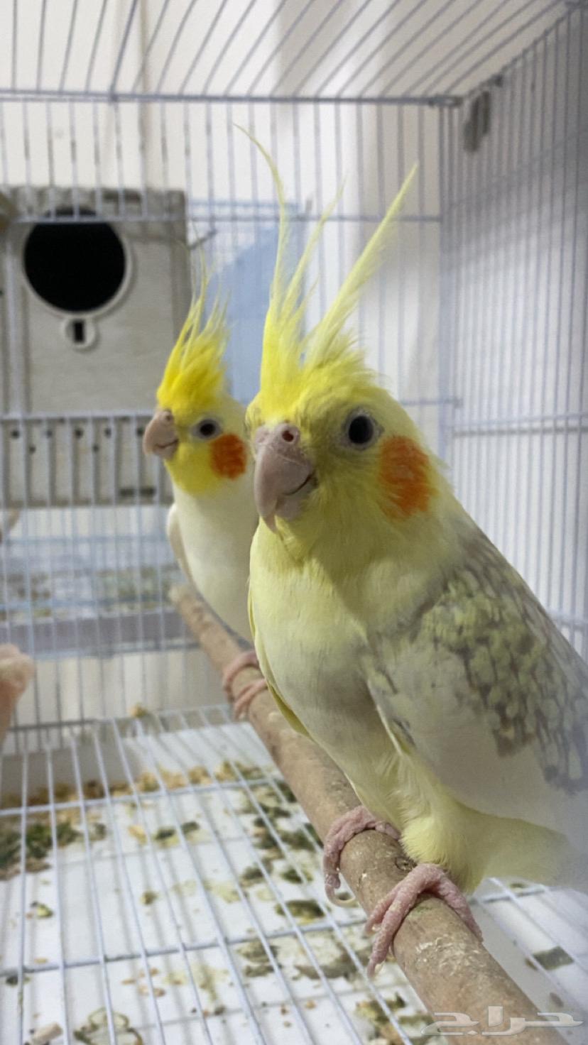 Crown Nut64559126658946110