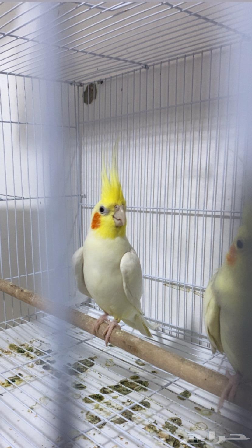 Crown Nut64559126658946111