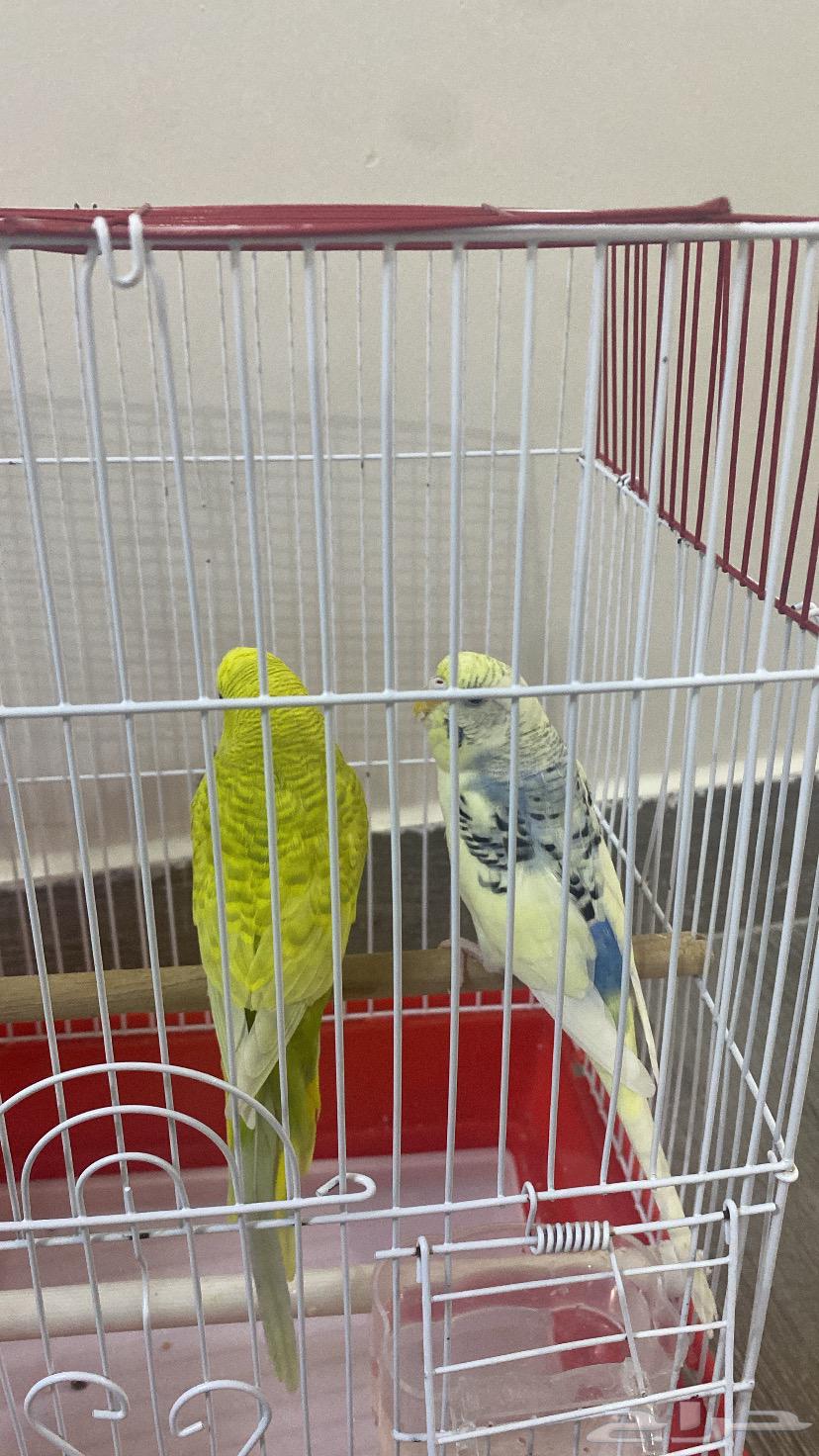 طيور للبيع64561616083457111