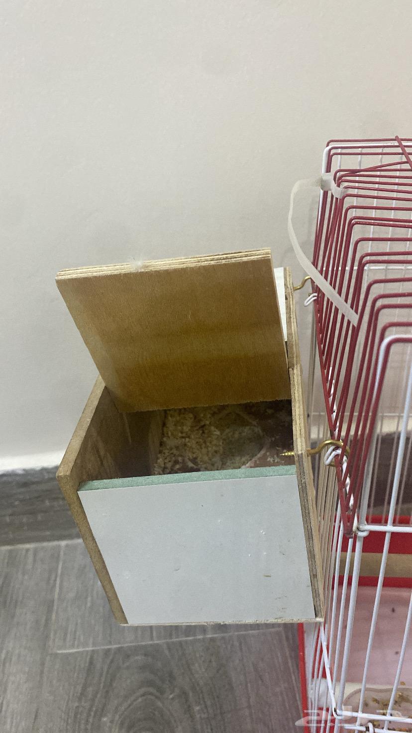 طيور للبيع64561616083457112