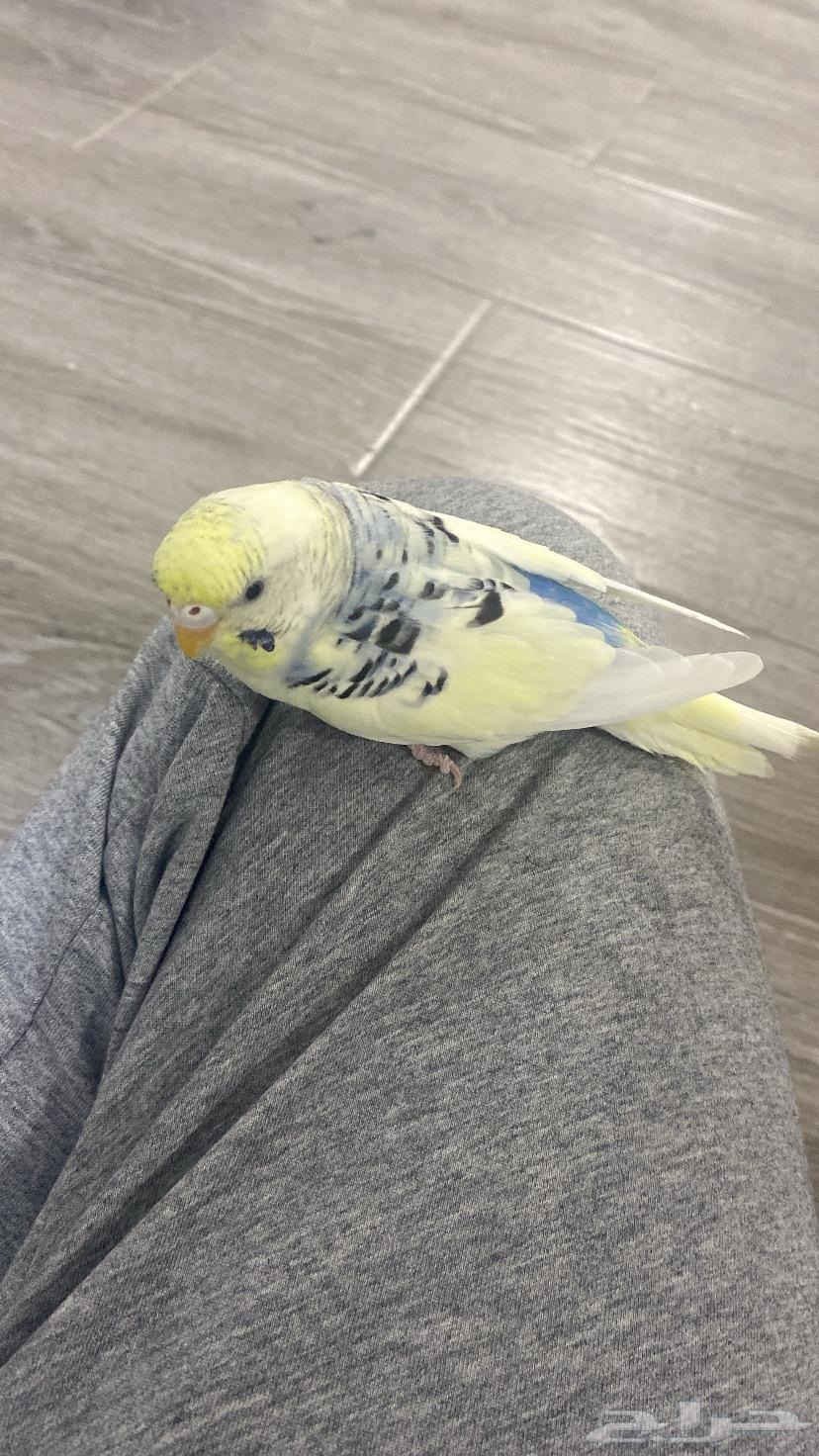 طيور للبيع64561616083457113