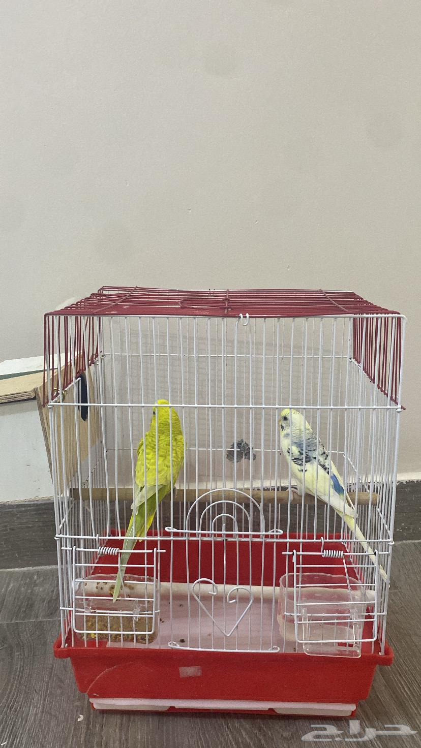 طيور للبيع64561616083457110