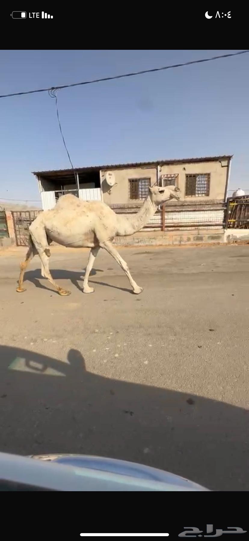 للبيع الخفوت الشقحاء64560402888193111