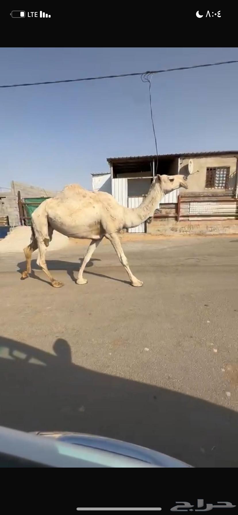 للبيع الخفوت الشقحاء64560402888193113