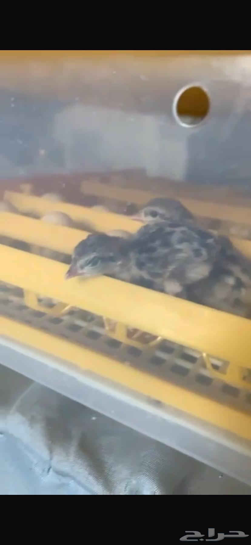 فقاصة صينية 48 بيضة64557545075969111