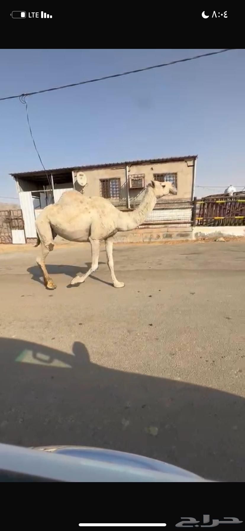 للبيع الخفوت الشقحاء64560402888193112