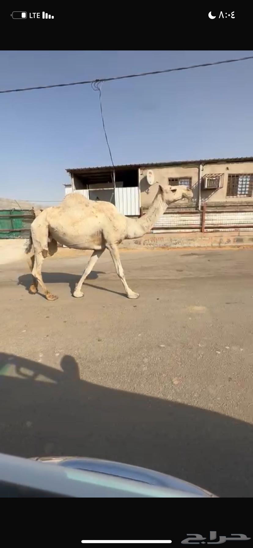 للبيع الخفوت الشقحاء64560402888193110