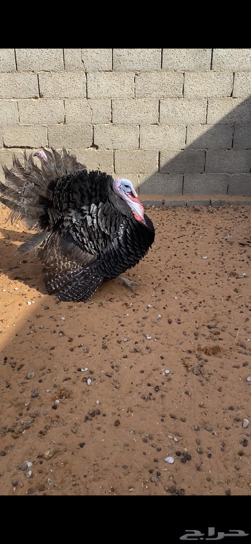 Turkeys available for slaughter64555447104899114