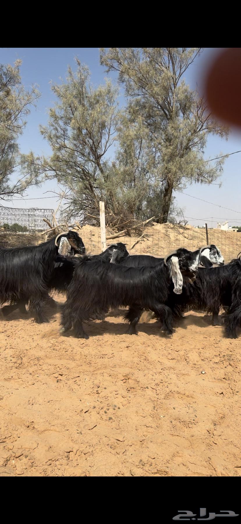 ماعز أعراض صنف64556112914945111