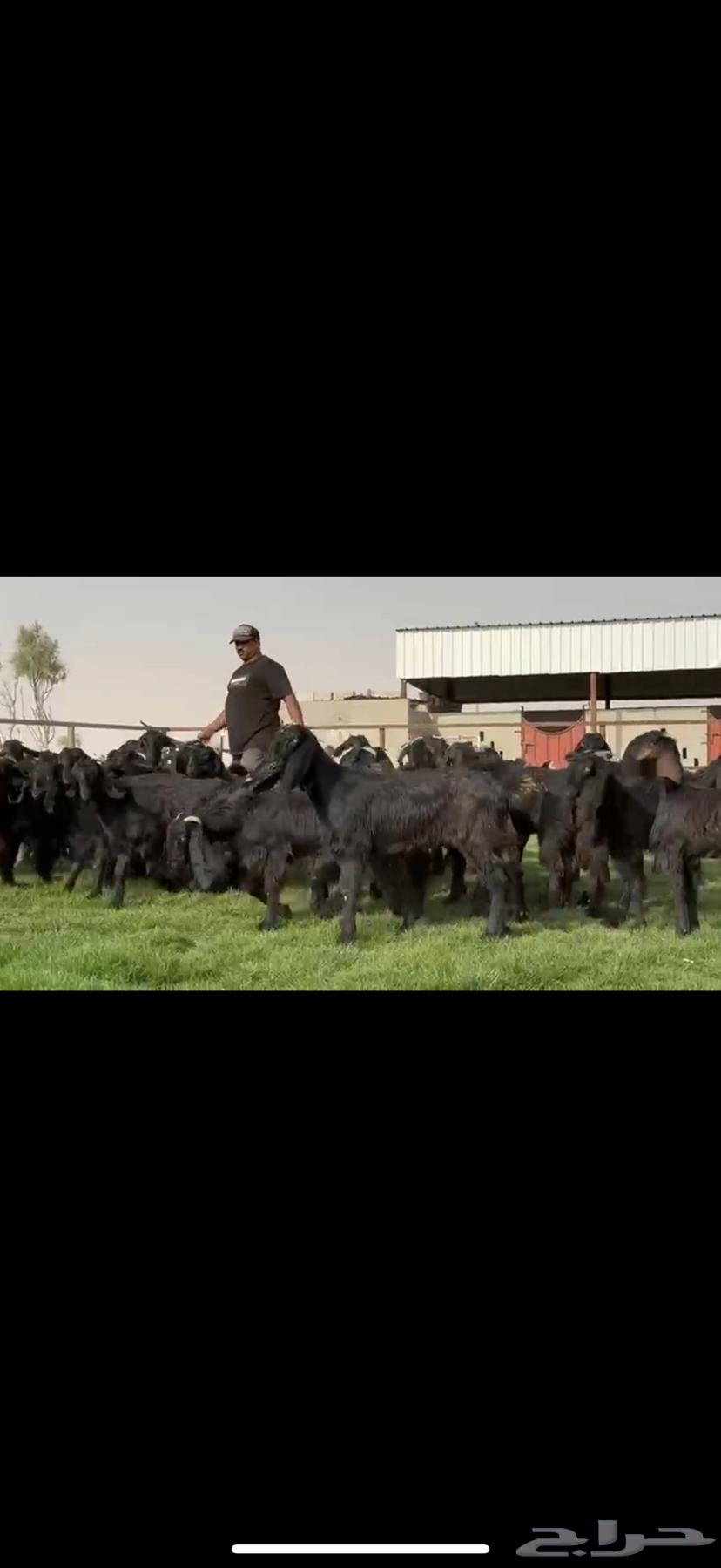 جذعات قبرصيه دبس فاخره64562235487617113